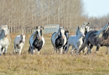 gypsy horses in field