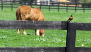 The Truth About Equine Cushing’s Disease