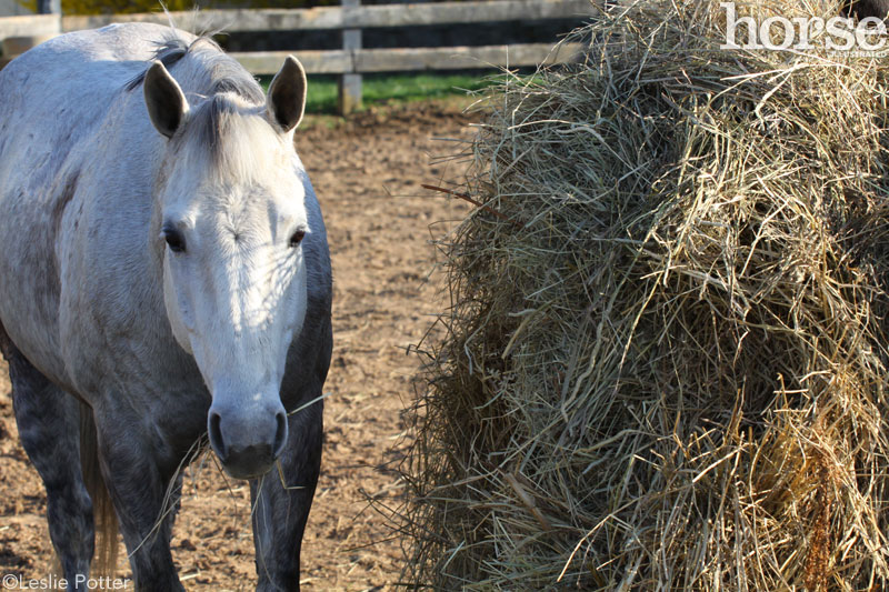 Horse with a round bale of hay