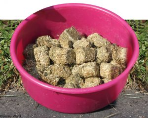 Forage for Senior Horses