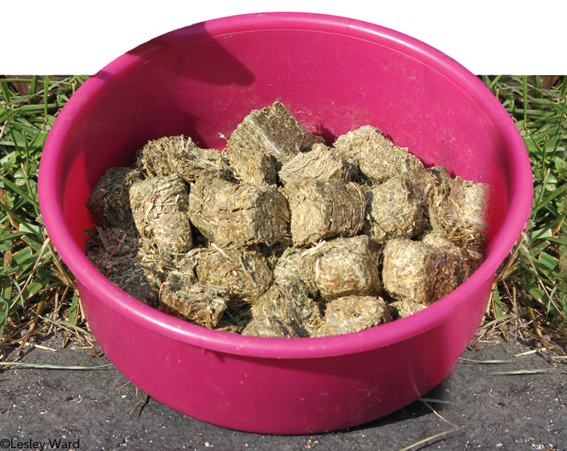 Forage for Senior Horses