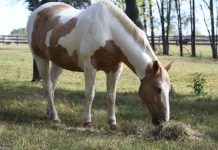 hay in pasture