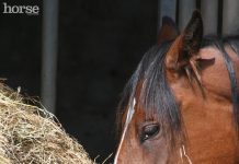 horse eating hay