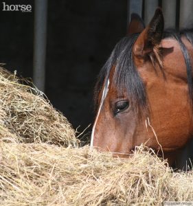 Design a Healthy Diet for Your Horse