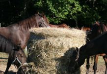 Build the best diet for your horse: Start with a hay analysis hay roundbale