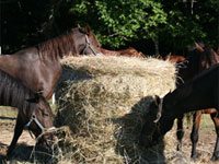 ASPCA Hay Bale-Out helps horse rescues through drought hay roundbale