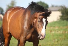 New Treatment Offers Promise for Horses with Trigeminal Nerve Neuralgia. Horse shaking his head