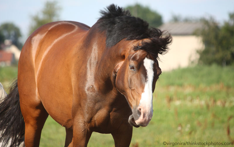 Horse shaking his head