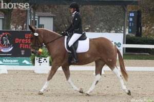 A Mule at the U.S. Dressage Finals