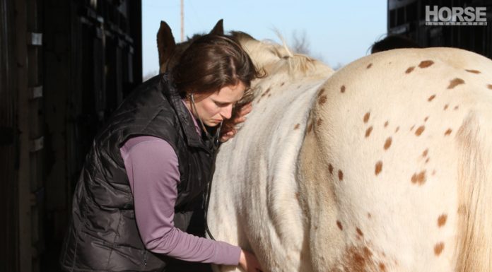 Listening to a horse's heartbeat