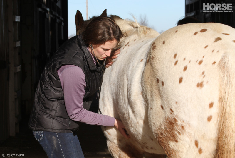 Listening to a horse's heartbeat