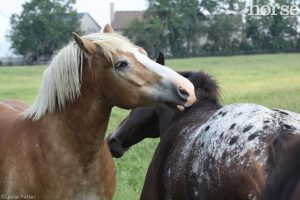 How Humans Can Learn from Equine Herd Behaviors