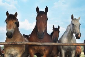 Why Horses Need the Herd