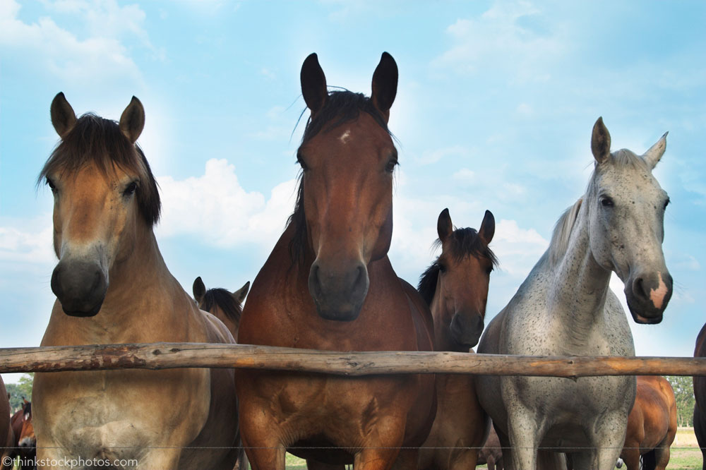 Why Horses Need the Herd