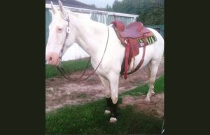 An Appaloosa named Moonshine saves a Michigan pastor