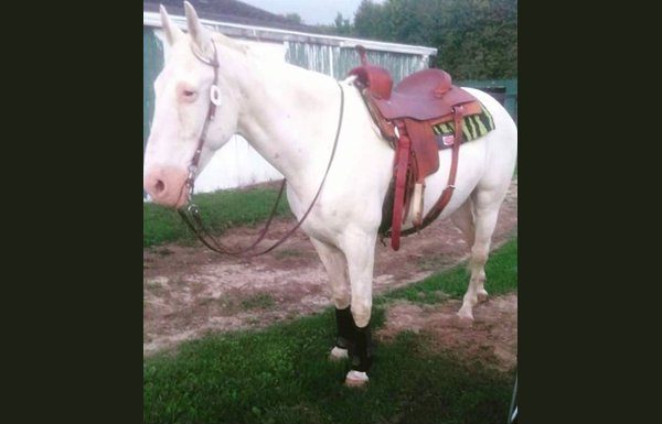 hero horse moonshine