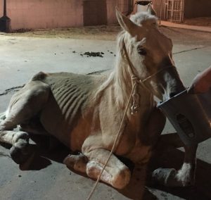 The Horses in Houston Are Dying