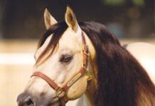 Hollywood Dun It Reaches $5 Million hollywood dun