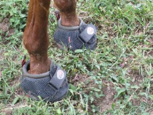 The Year of Laminitis