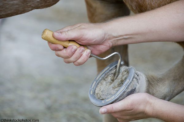 8 Hoof Care Myths