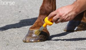Ask the Vet: Hoof Oil and Hoof Hardener