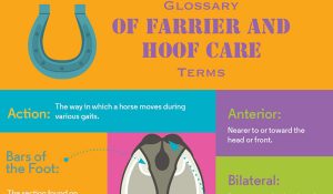Farrier Speak:  Expand Your Hoof-Care Vocabulary