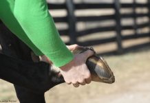 Testing a horse for hoof lameness
