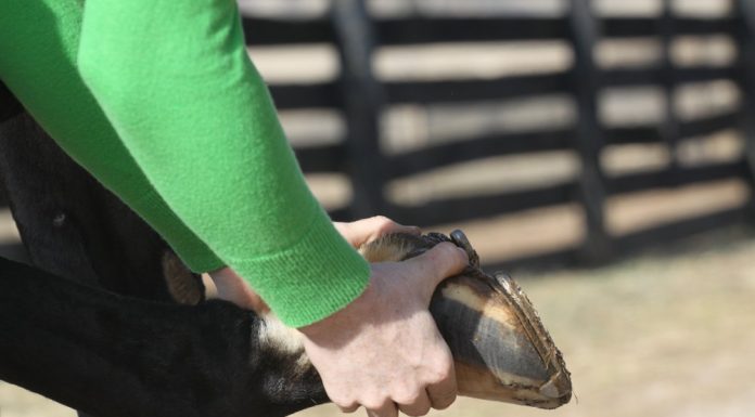 Testing a horse for hoof lameness