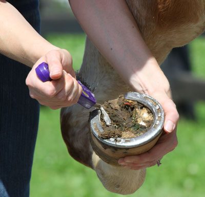 hoof pick