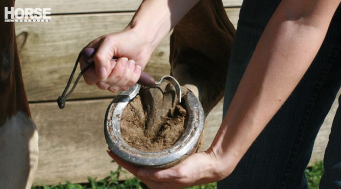 hoof pick