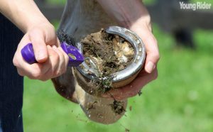 Horse Hoof Care