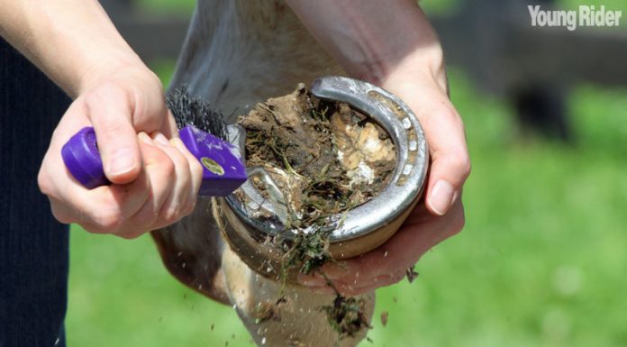 hoof picking