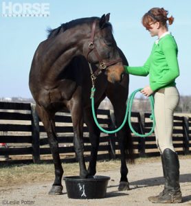Hoof Abscesses and Puncture Wounds