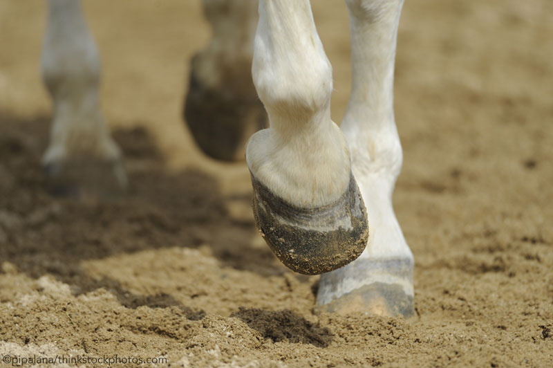 Horse Hooves