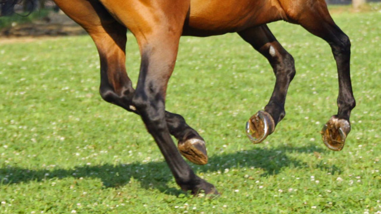 Should Your Horse Wear Shoes or Go Barefoot?