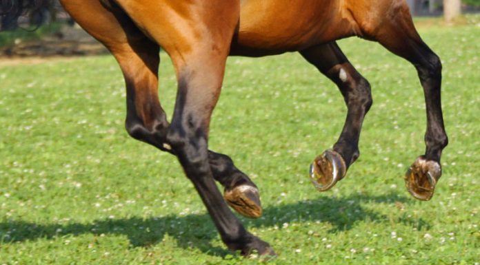 hooves canter