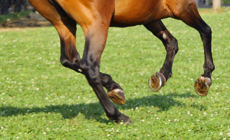 MonoBloc High Goal Sport Horseshoes - Polo Sport - American Equus