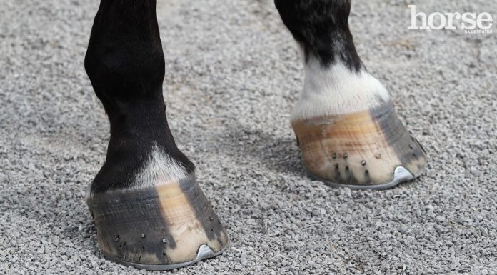 Horse Hooves