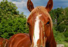 Large Horse Sanctuary to Open in Oregon