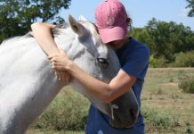 horse affection