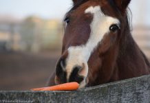 horse eating carrot