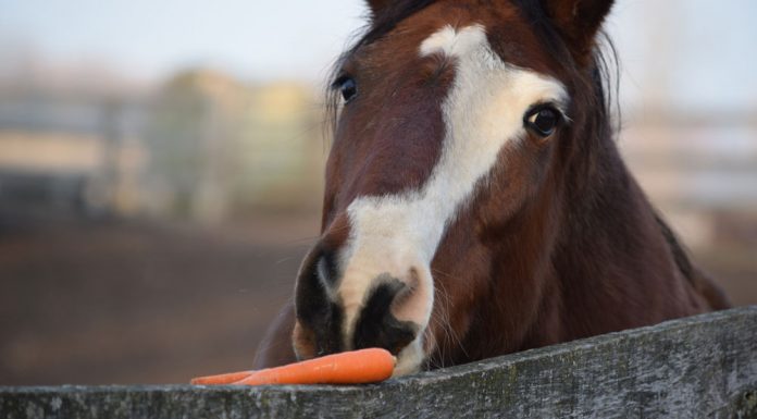 horse eating carrot