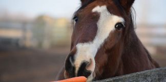 Horse eating carrot
