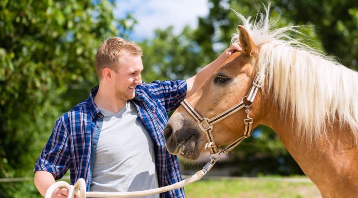horse and unsure dude