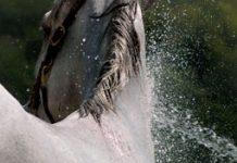 Ten Tips for Safe Summer Horsekeeping horse bathing