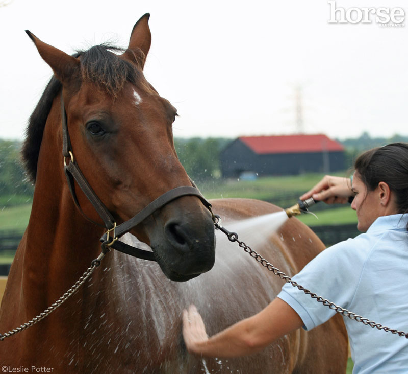 Horse getting a bath