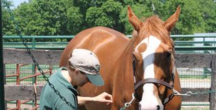 horse bathing