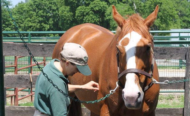 horse bathing