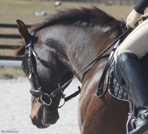 Reasons for Horse Behavior Problems