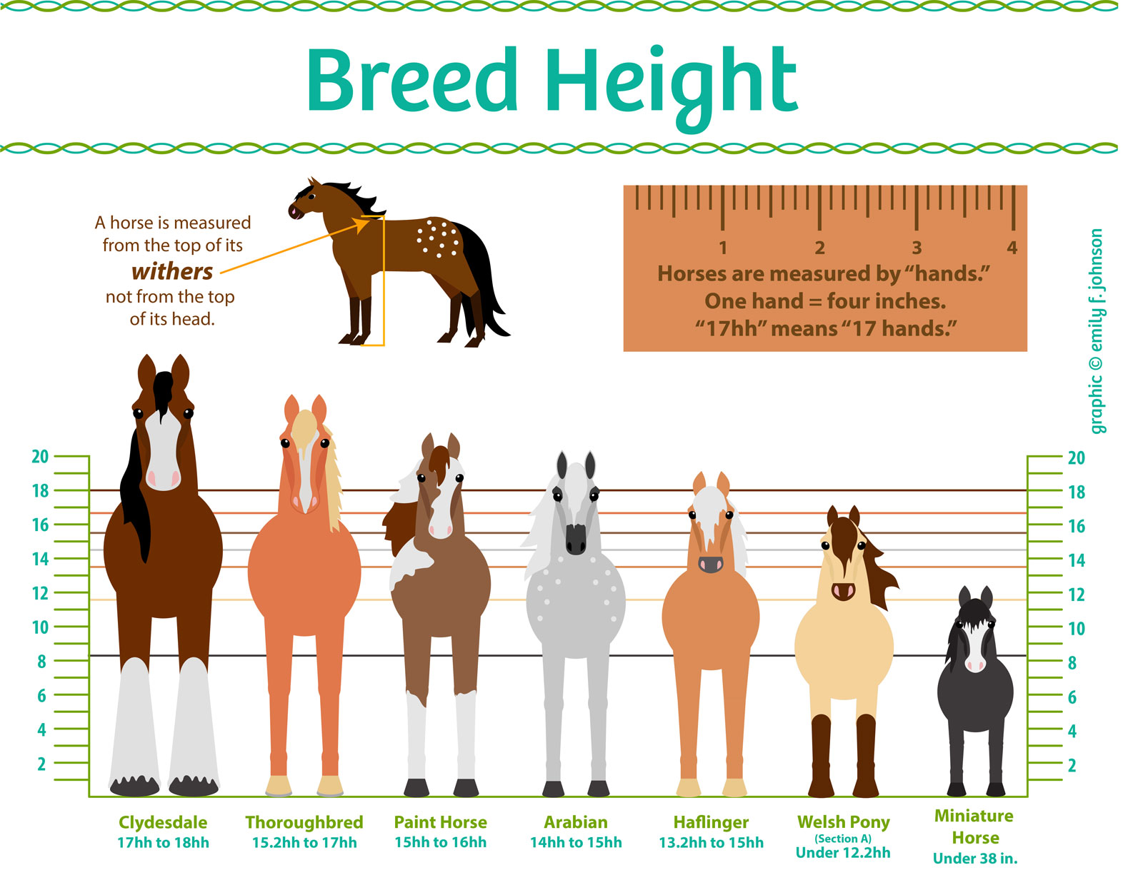 Miniature Horse Size Chart